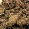 Purple Tangie kaufen – Bild 2
