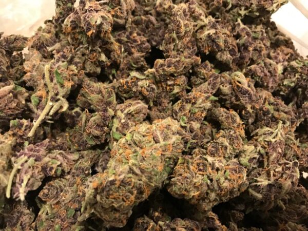 Purple Tangie kaufen – Bild 2